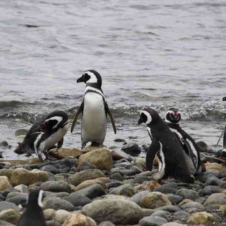 Pinguine in Südafrika aus der Nähe beobachten