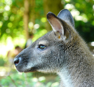 Freiwilligenarbeit in Australien