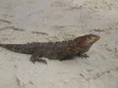 Freiwilligenarbeit in Costa Rica