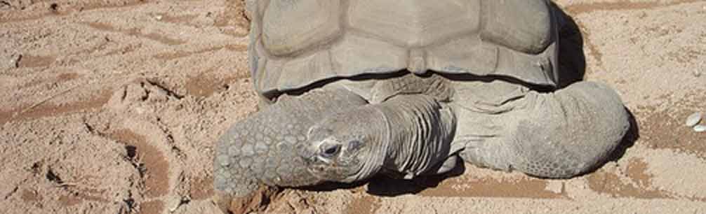 Schildkröten Schutzprojekt